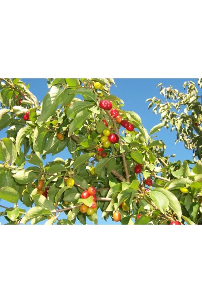 Кизил плодовий Кораловий рожевий